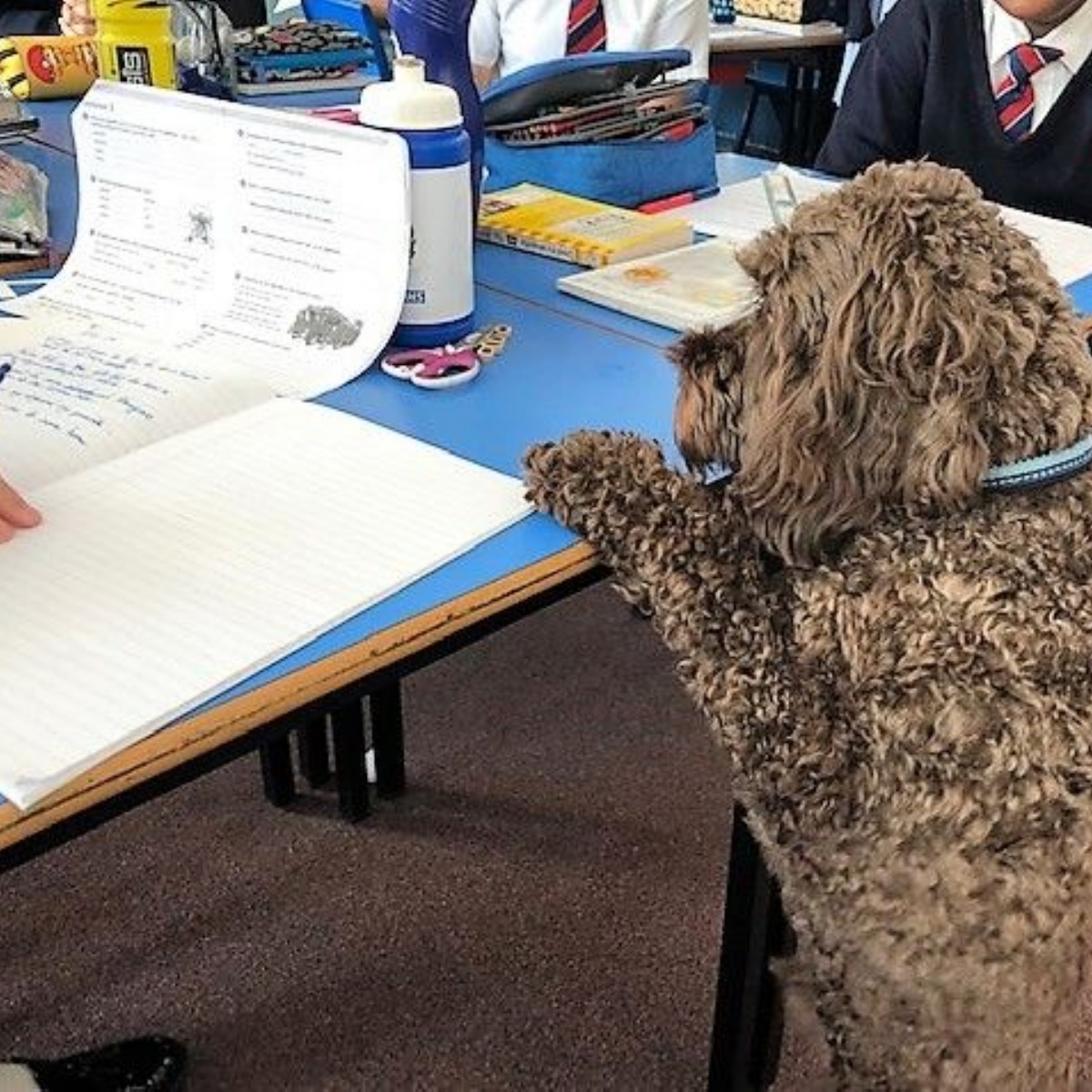Bring your Dog to School Day! Oakfield Junior